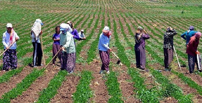 Bakanlıktan üreticiye 60 milyon TL hibe.