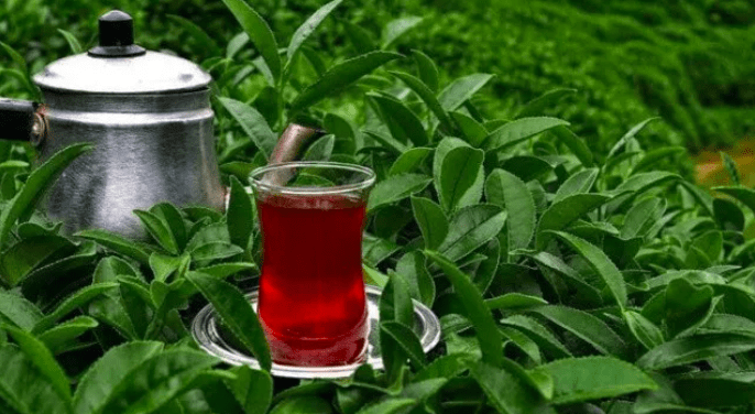 Çaykur’dan çaya yüzde 43,7 zam